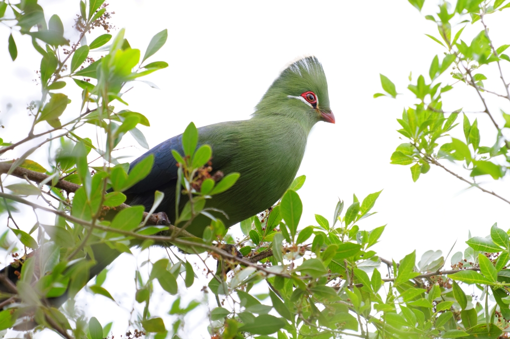 05 - Garden Route NP (7)-Knysna turaco.jpg